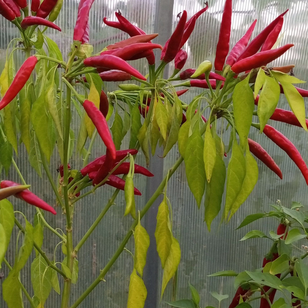 Семена острого перца Tiem Tjem-2