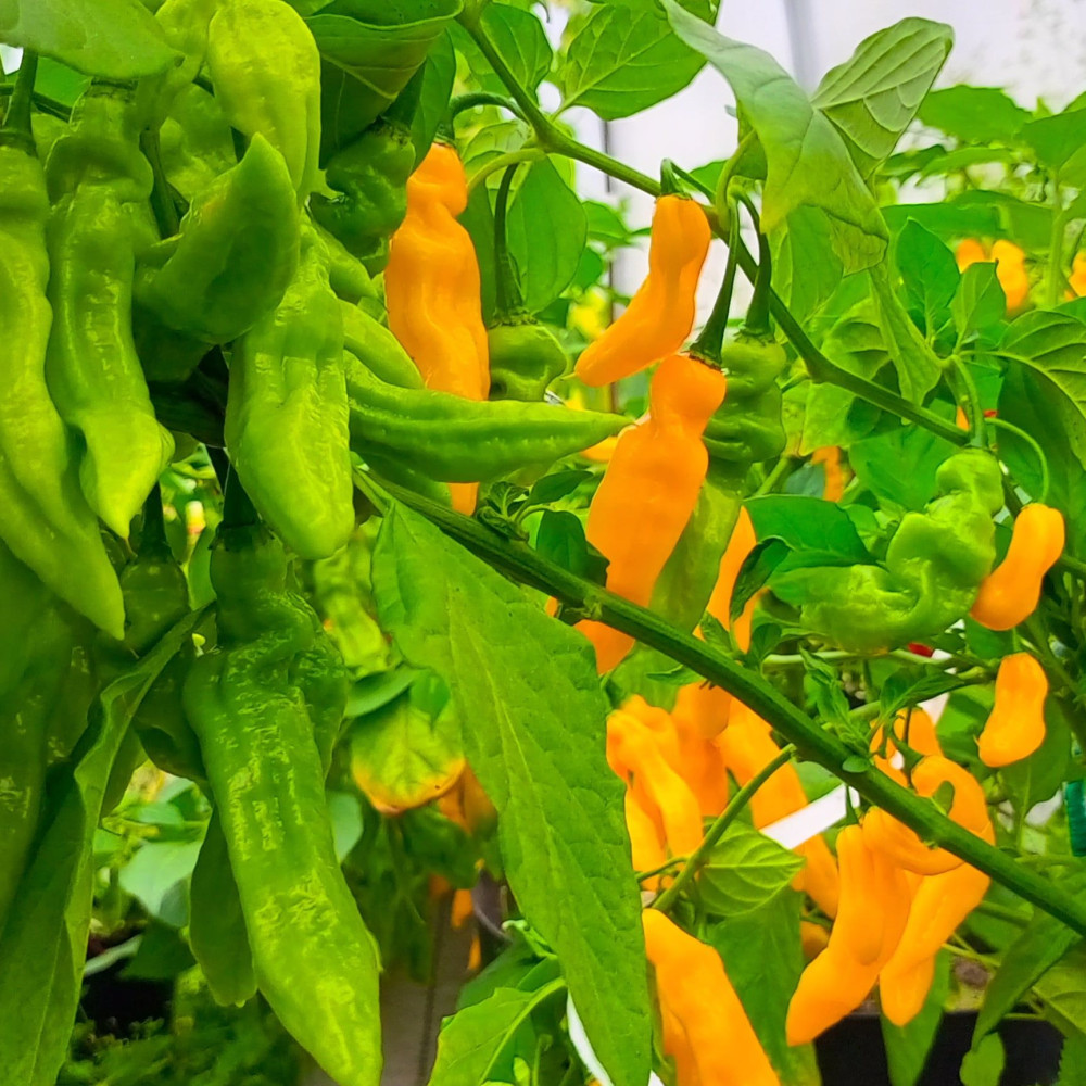 Семена острого перца Madame Jeanette-2