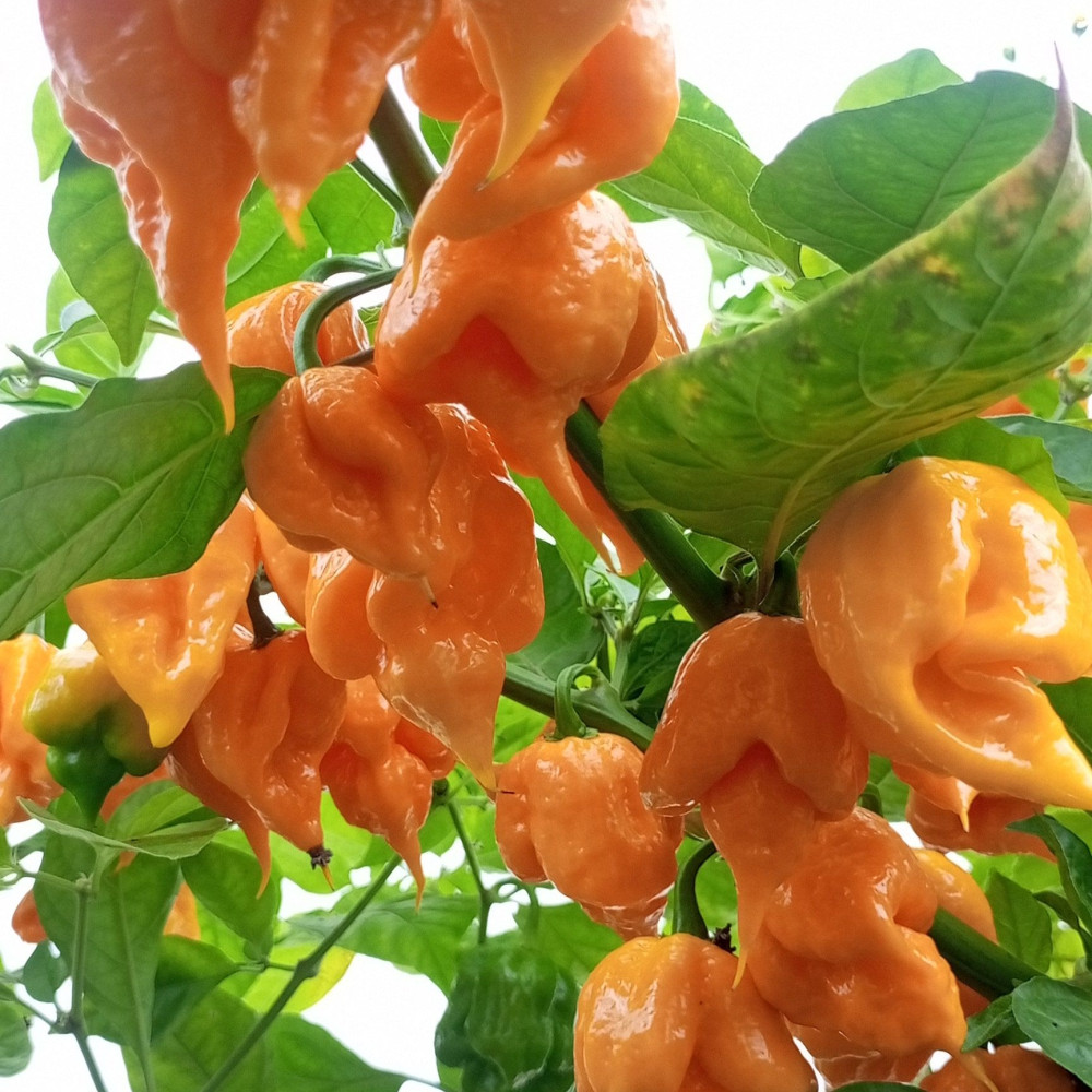 Семена острого перца Carolina Reaper yellow-1