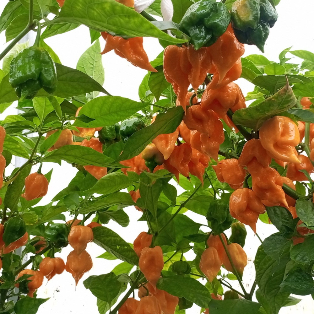 Семена острого перца Carolina Reaper yellow-2