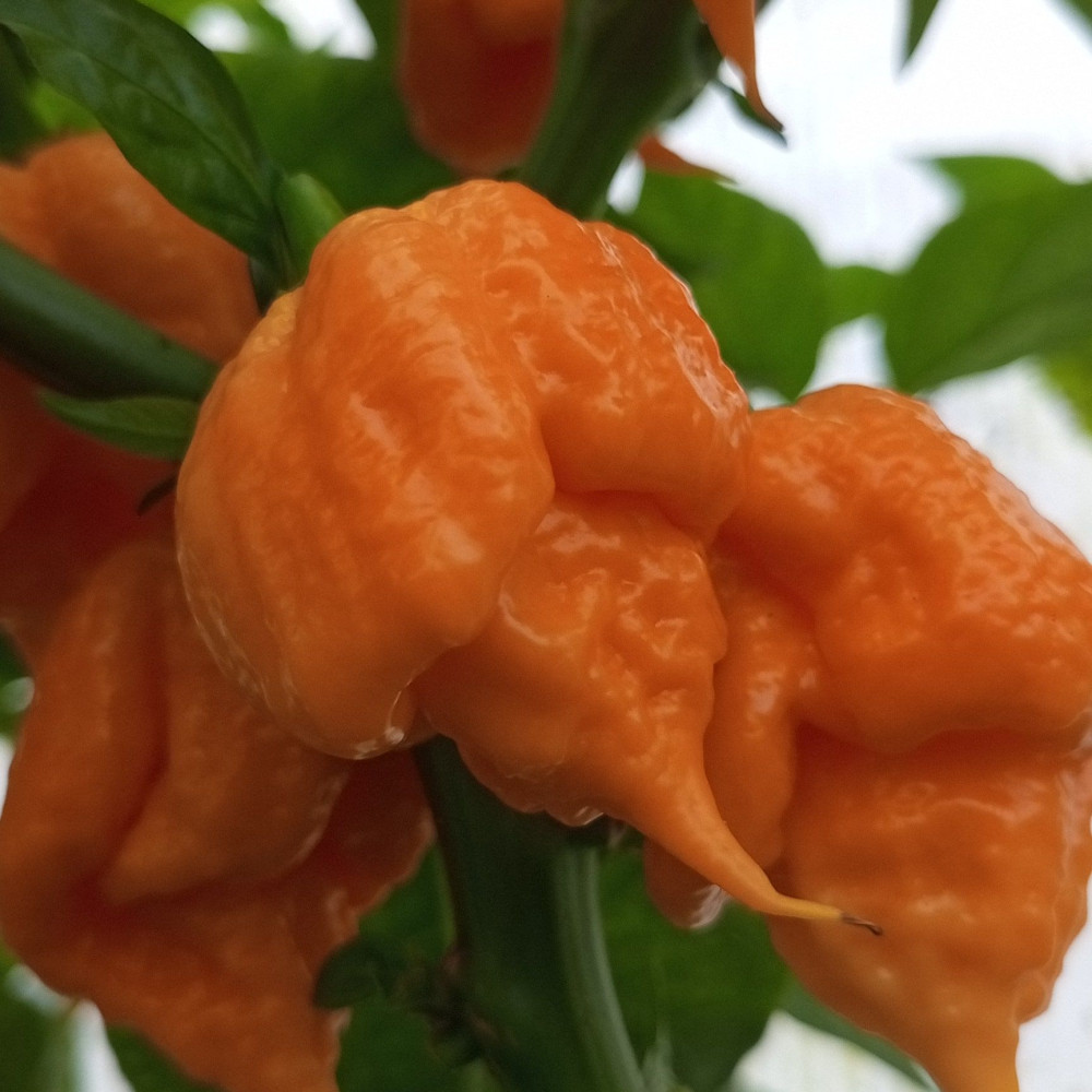 Семена острого перца Carolina Reaper yellow