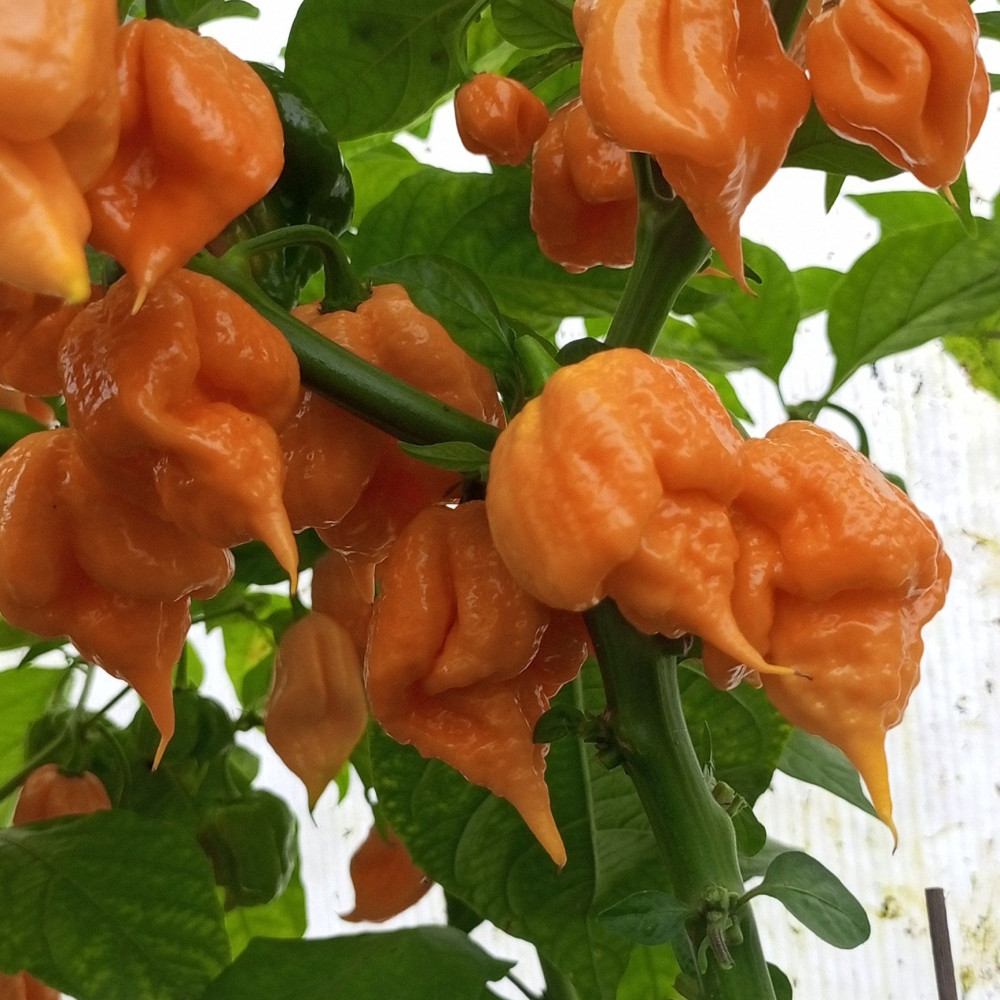 Семена острого перца Carolina Reaper yellow-3