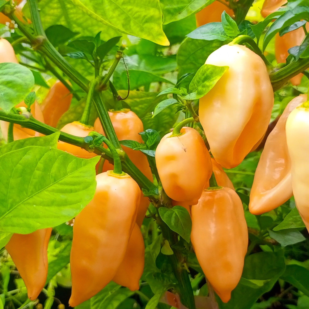 Семена острого перца Habanero Pink-3