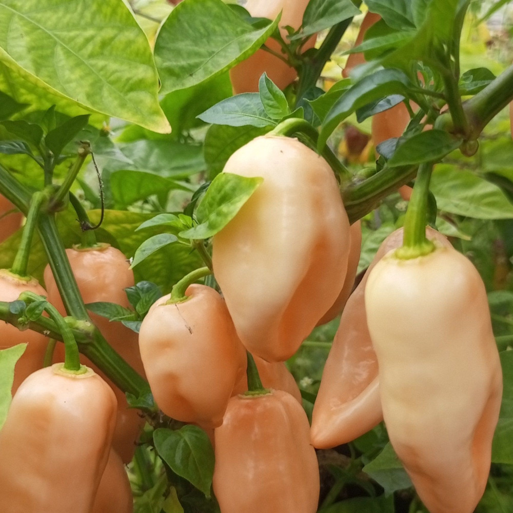 Семена острого перца Habanero Pink-2