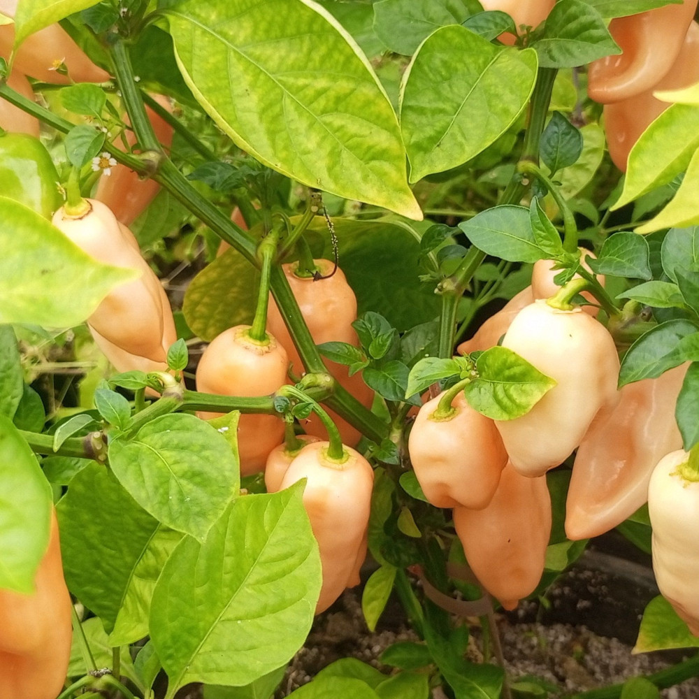 Семена острого перца Habanero Pink-1