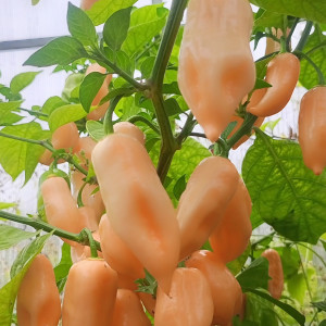 Habanero Pink
