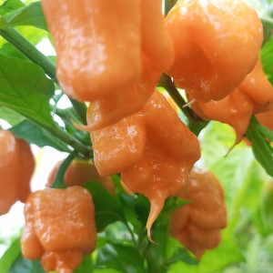 Carolina riper pitch