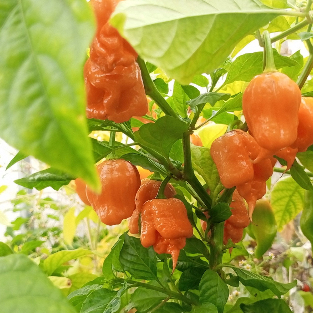 Семена острого перца Carolina riper pitch-1