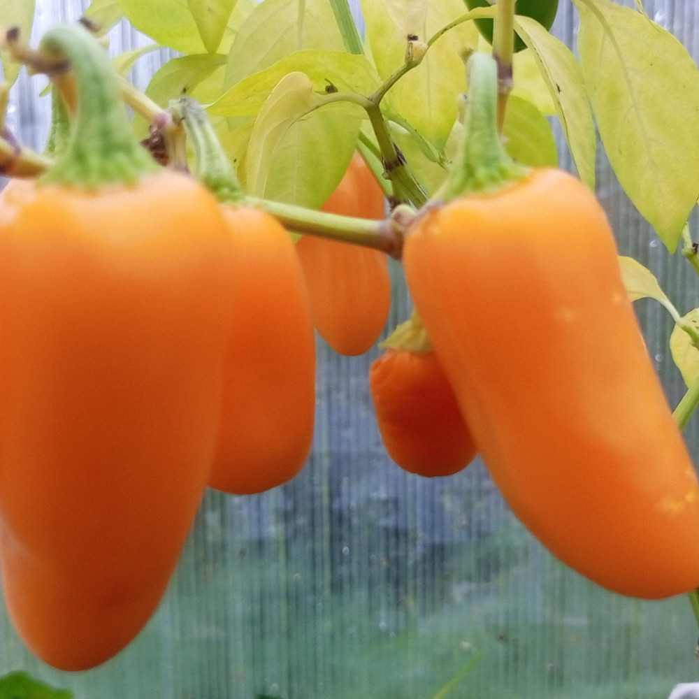 Семена острого перца Jalapeno NuMex Pumpkin Spice-1