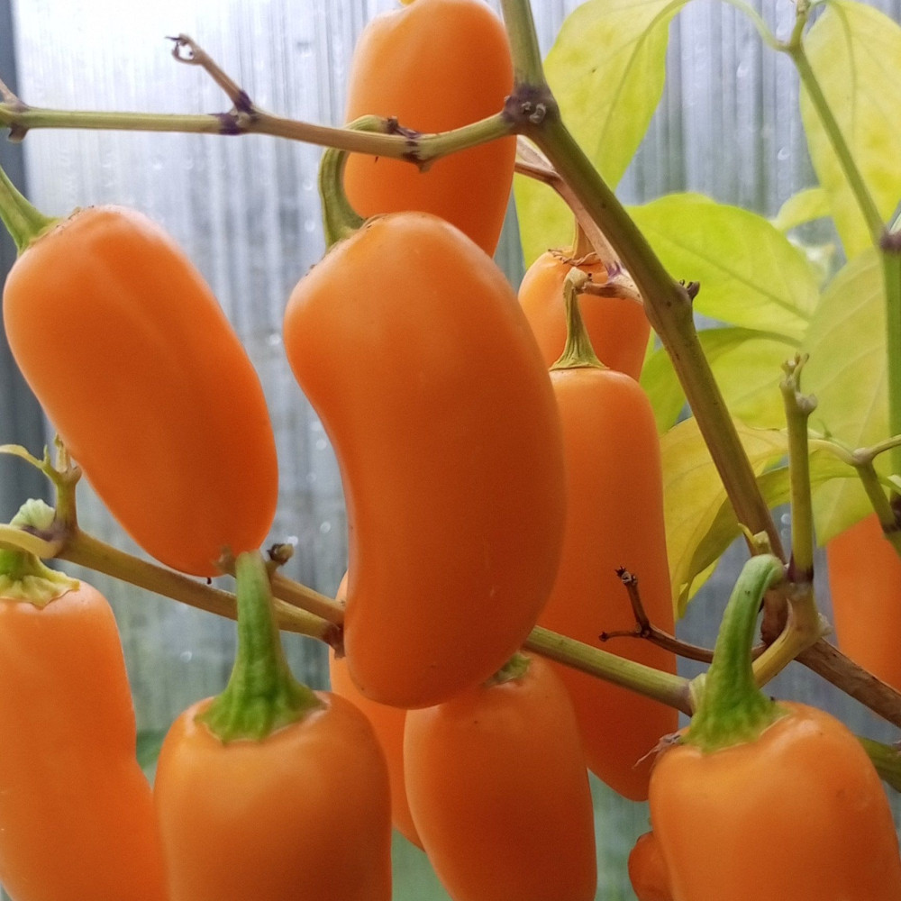 Семена острого перца Jalapeno NuMex Pumpkin Spice