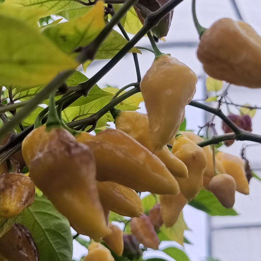 Семена острого перца Puerto Rican Yellow-2