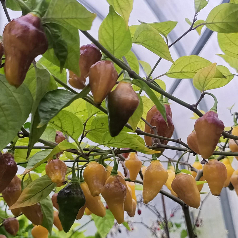 Семена острого перца Puerto Rican Yellow-3