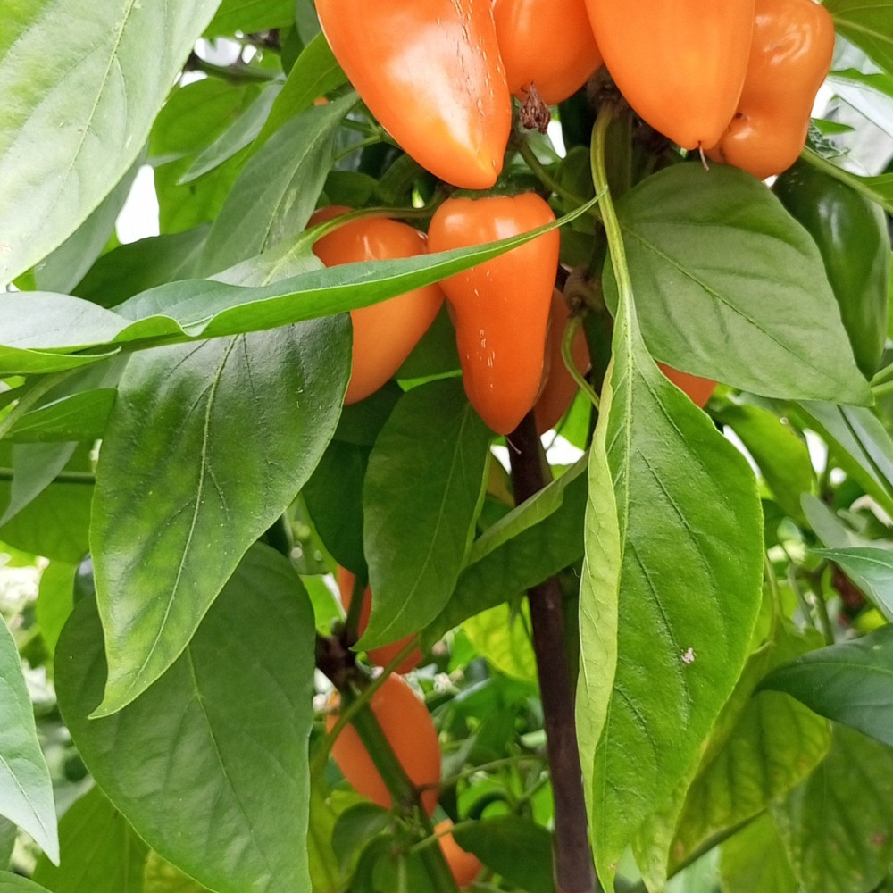 Семена острого перца Jalapeno Orange-1