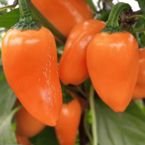 Jalapeno Orange