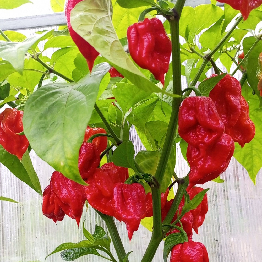 Семена острого перца Marsala Hot