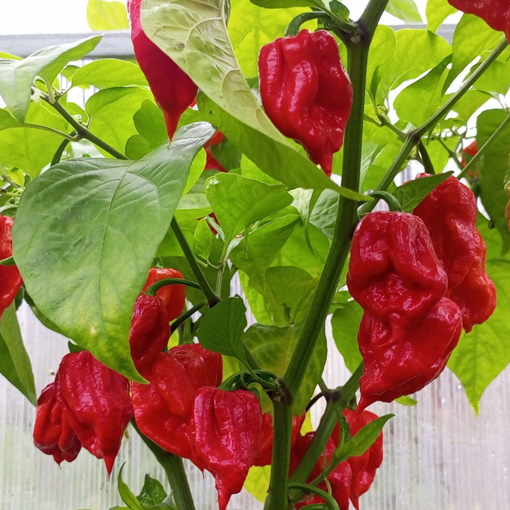 Семена острого перца Marsala Hot-1