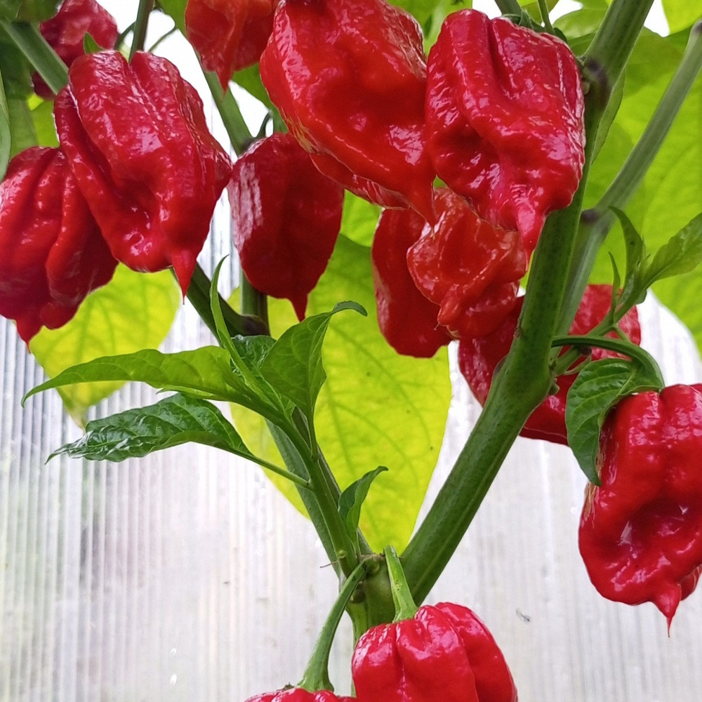 Семена острого перца Marsala Hot-3