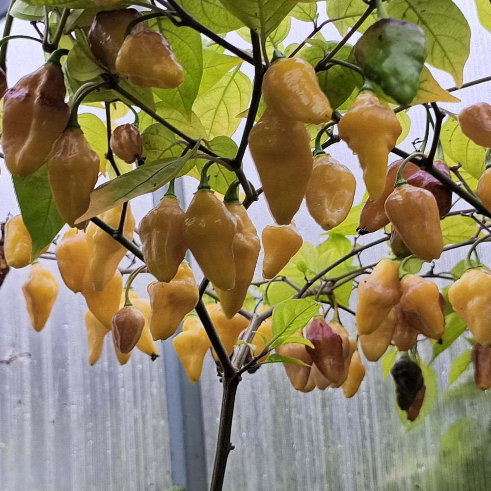 Семена острого перца Puerto Rican Yellow