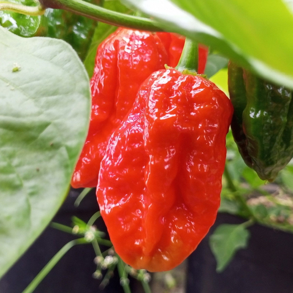 Семена острого перца Benji-2