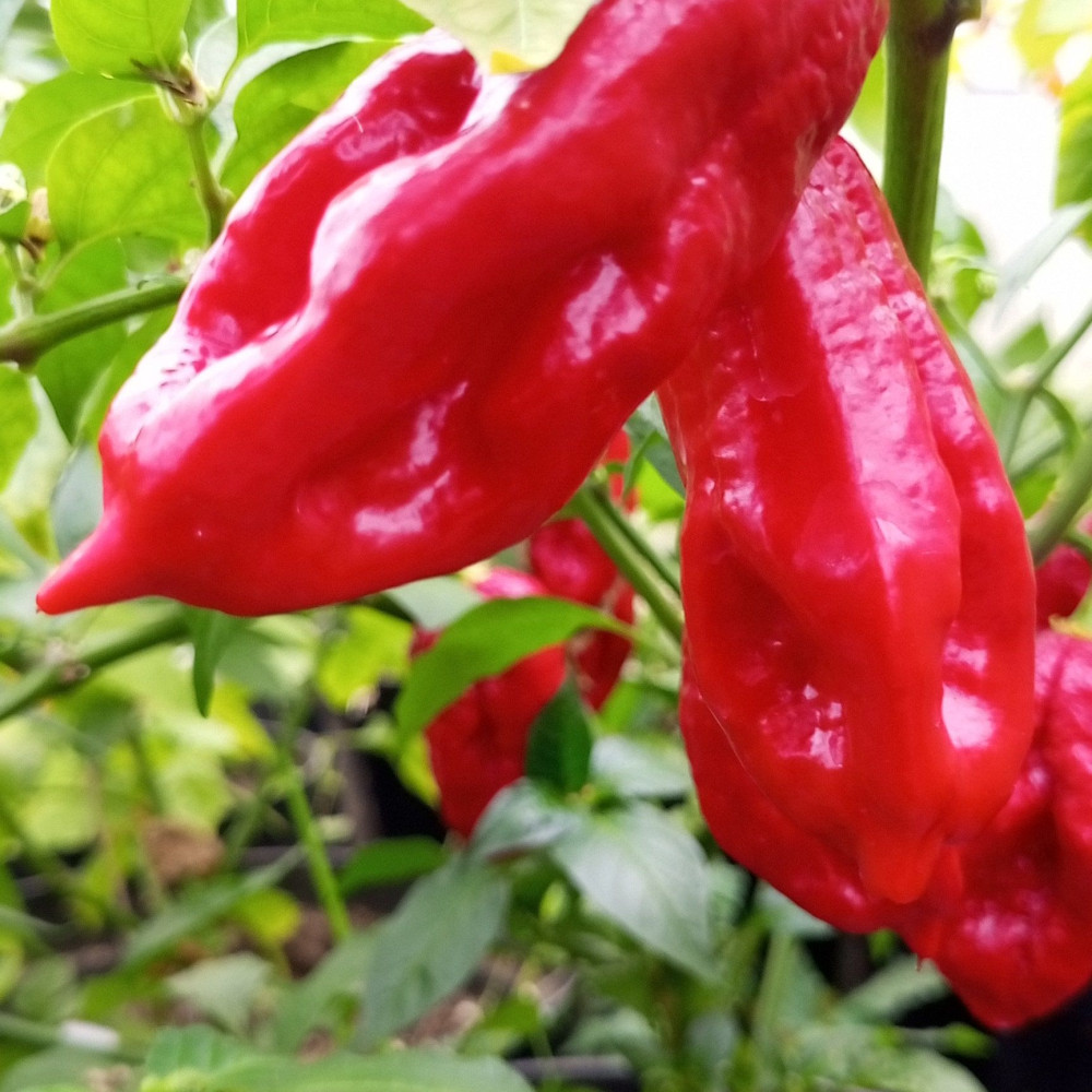 Семена острого перца Benji-1