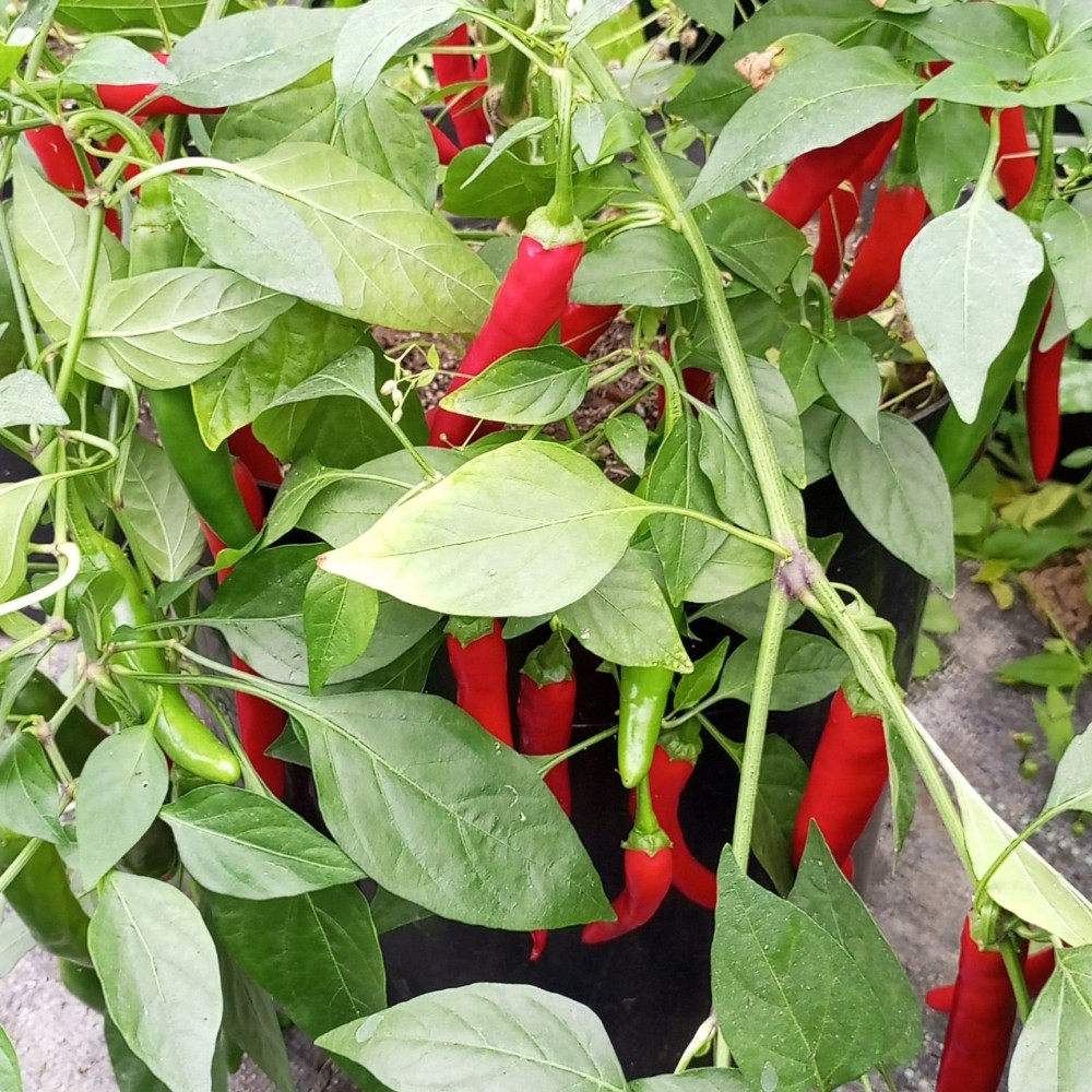 Семена острого перца Uka-1