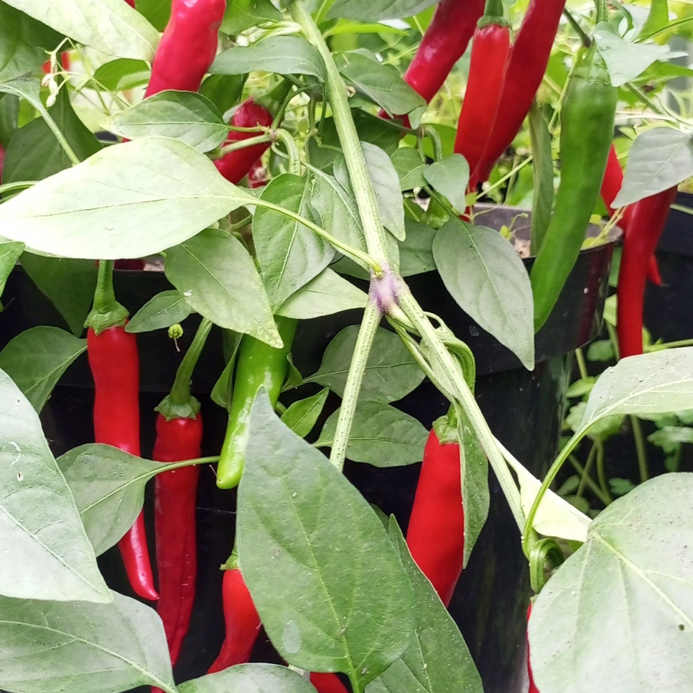 Семена острого перца Uka-2