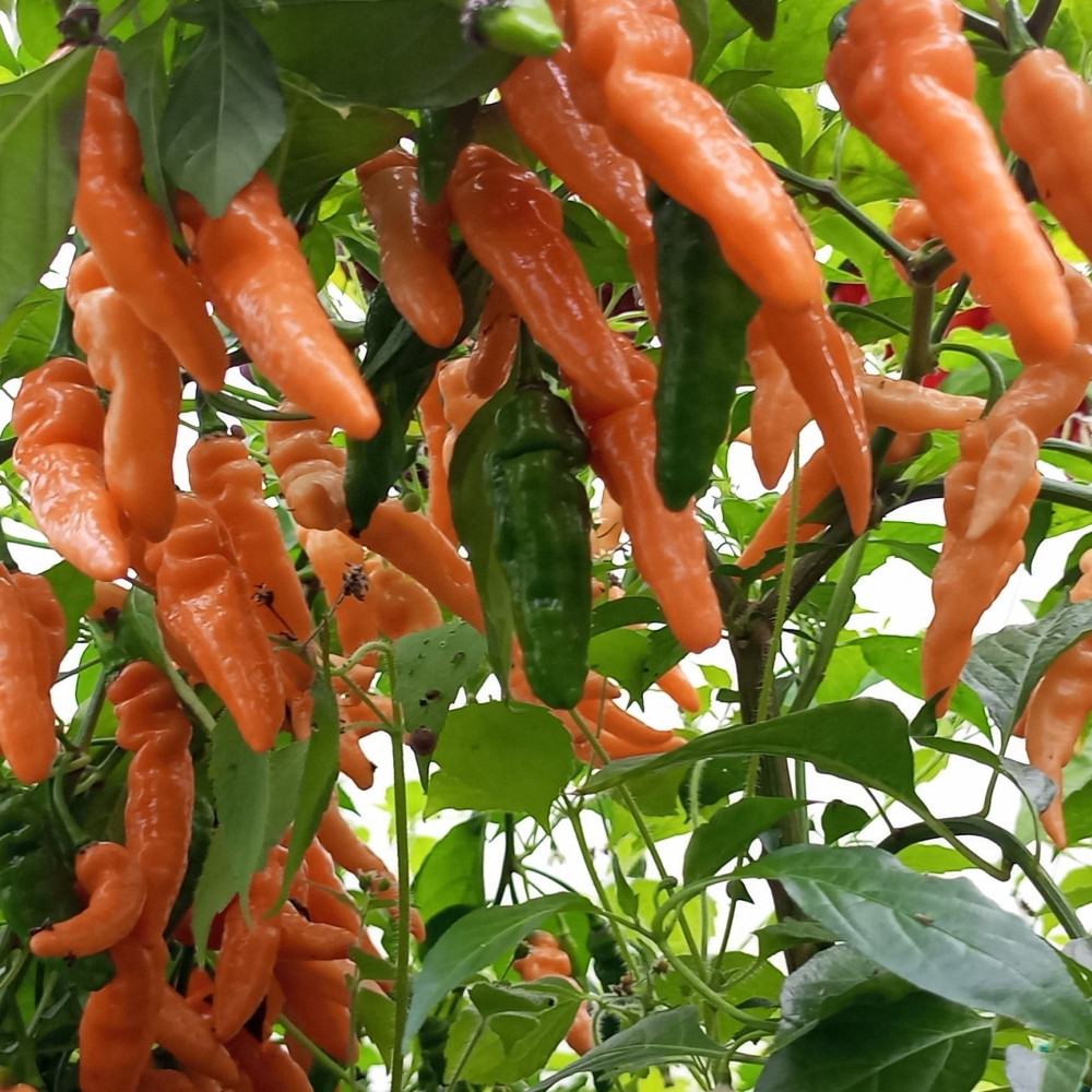 Семена острого перца Murupi pitch-1