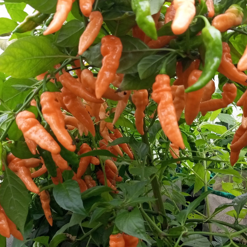 Семена острого перца Murupi pitch-2