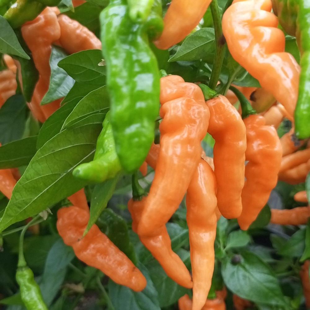 Семена острого перца Murupi pitch-3