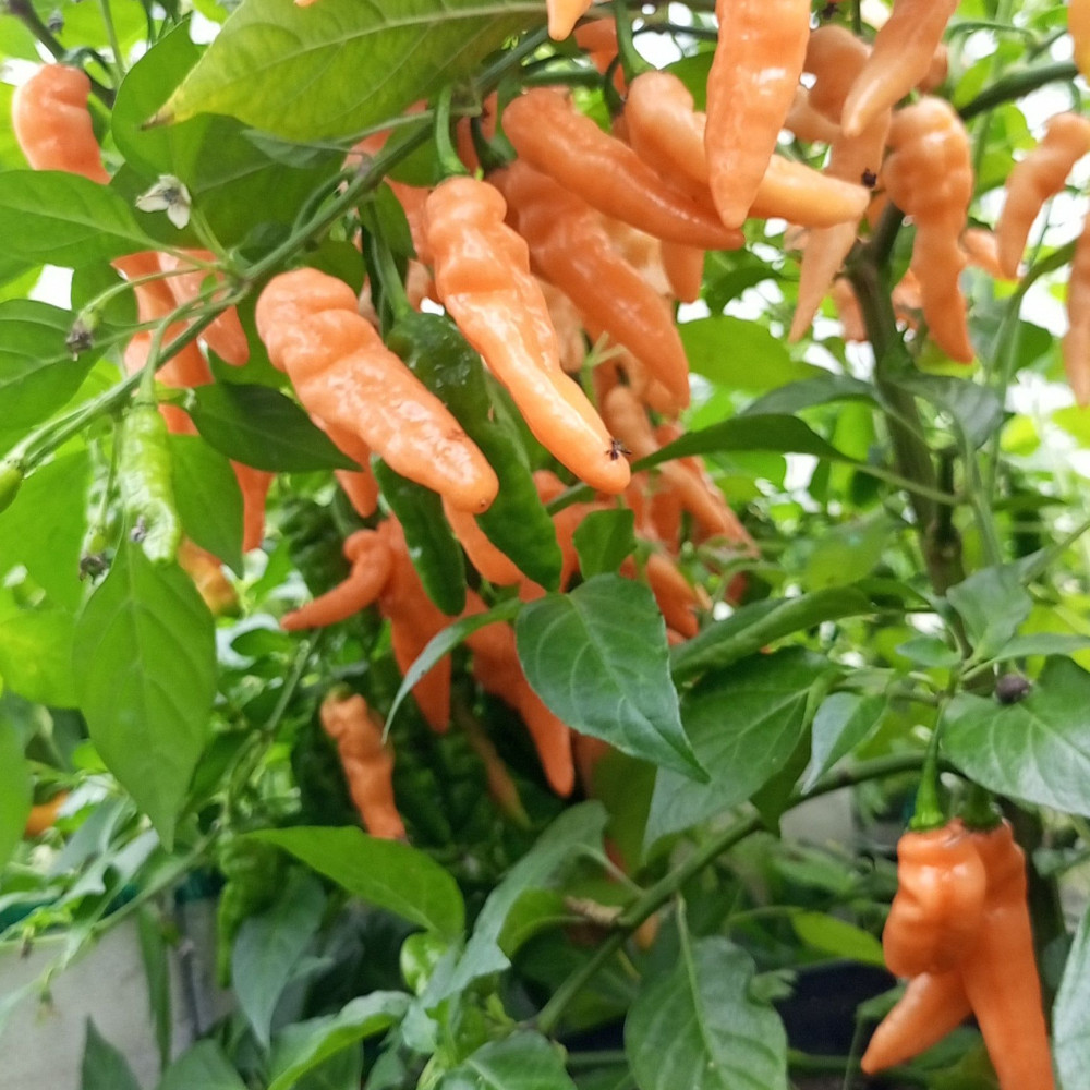 Семена острого перца Murupi pitch