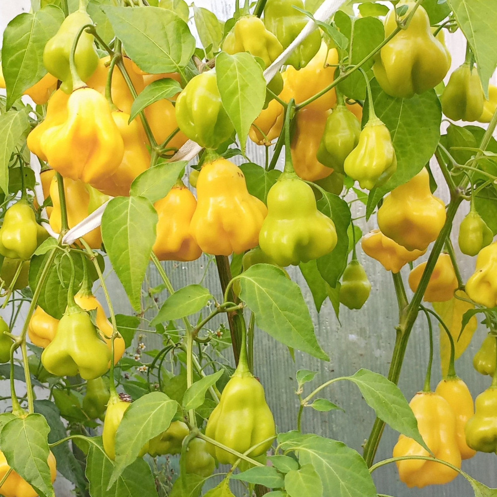 Семена острого перца Aji Fantasy-3