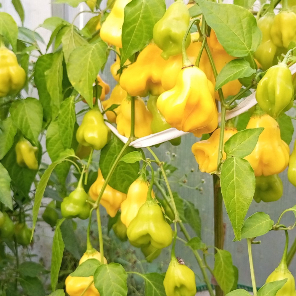 Семена острого перца Aji Fantasy-2