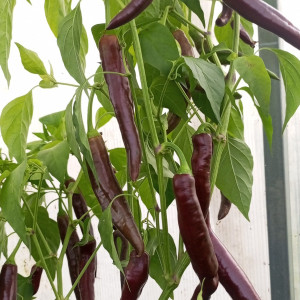 Cayenne Chocolate