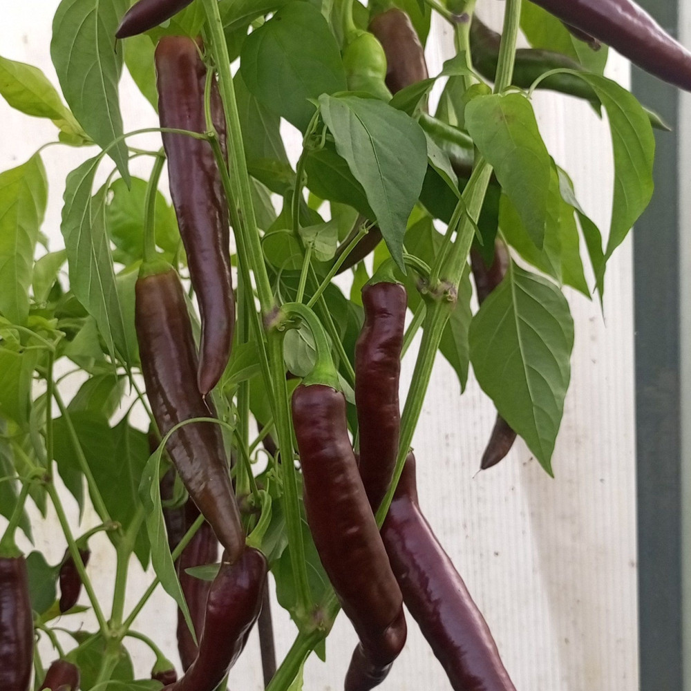 Семена острого перца Cayenne Chocolate-1