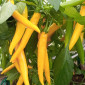 Семена острого перца Cayenne Yellow