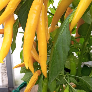 Cayenne Yellow