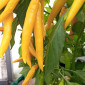 Семена острого перца Cayenne Yellow