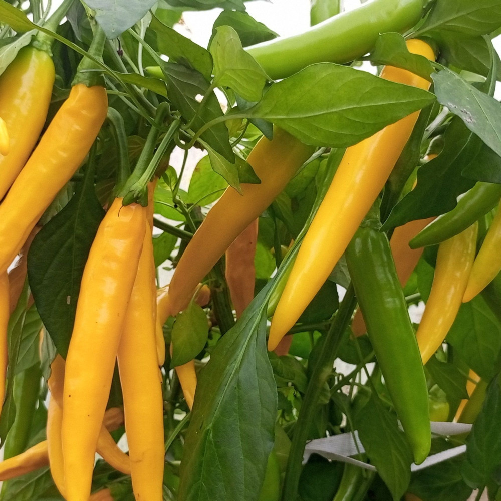 Семена острого перца Cayenne Yellow-2