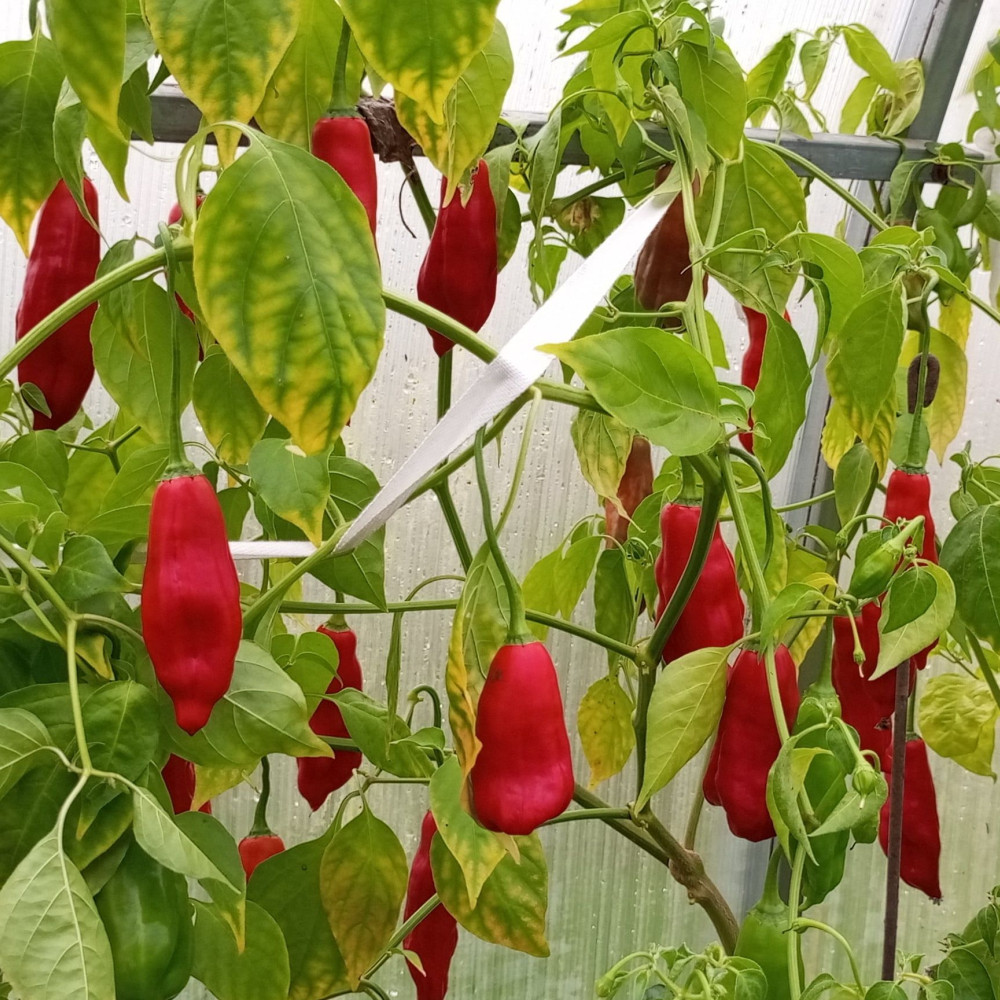 Семена острого перца Aji Angelo-1