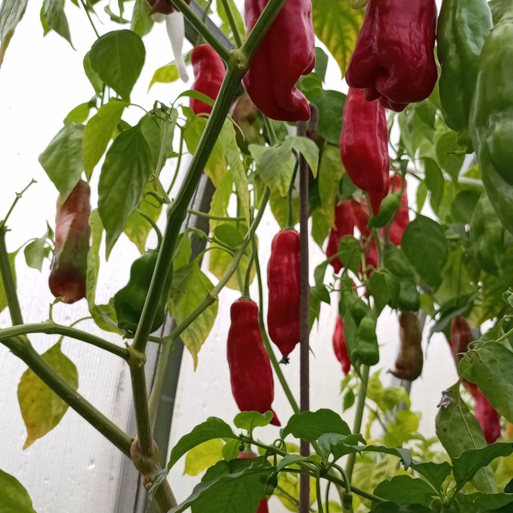 Семена острого перца Aji Angelo-2