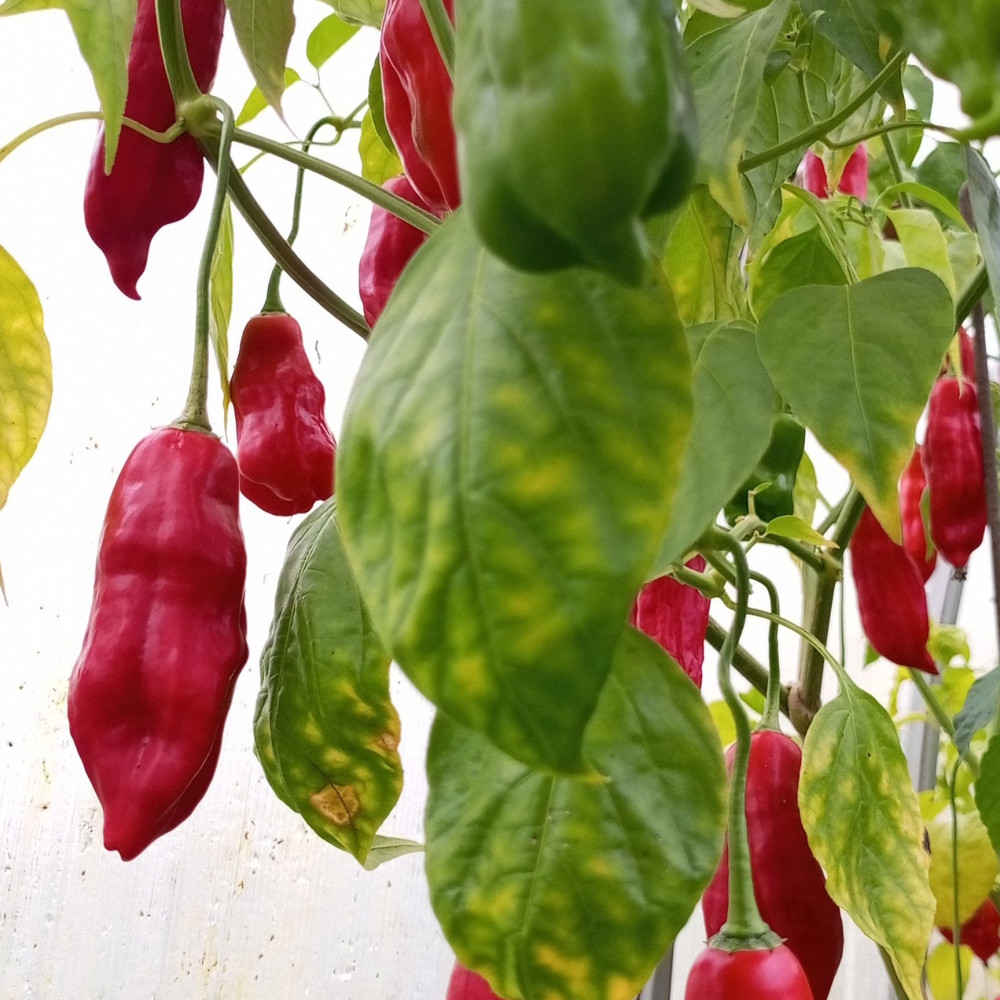 Семена острого перца Aji Angelo-3