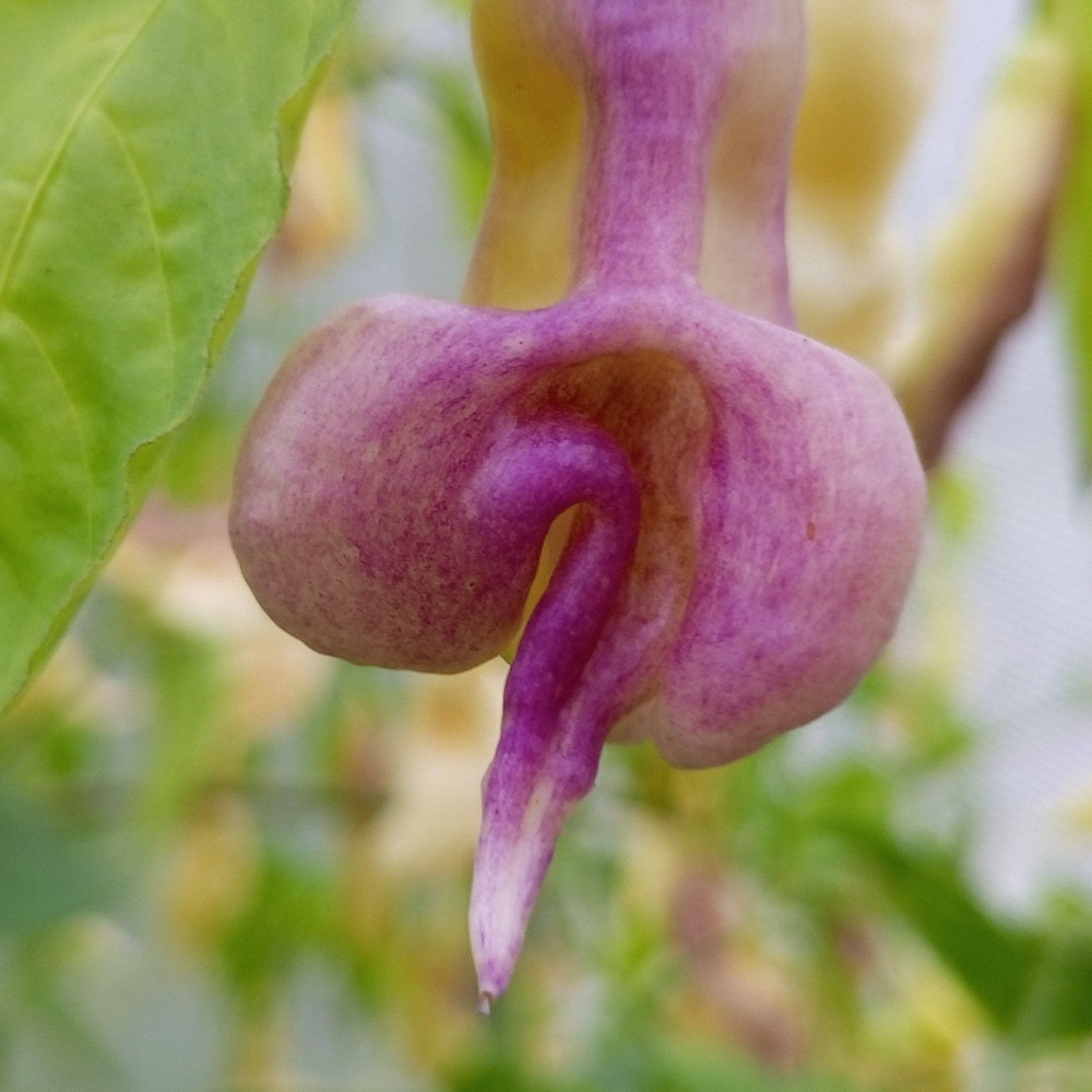 Семена острого перца Aji Confusion-1