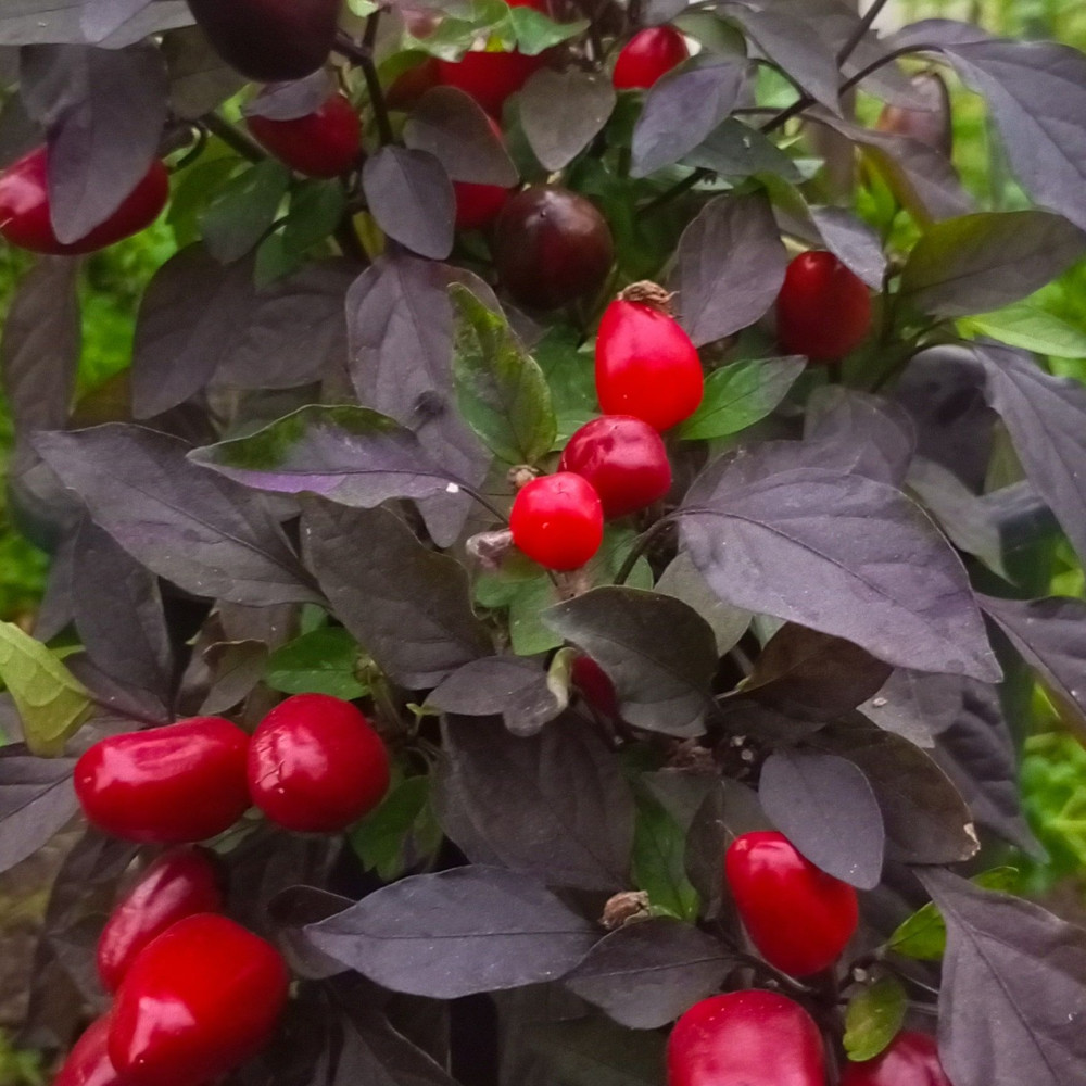 Семена острого перца Marmalade-1