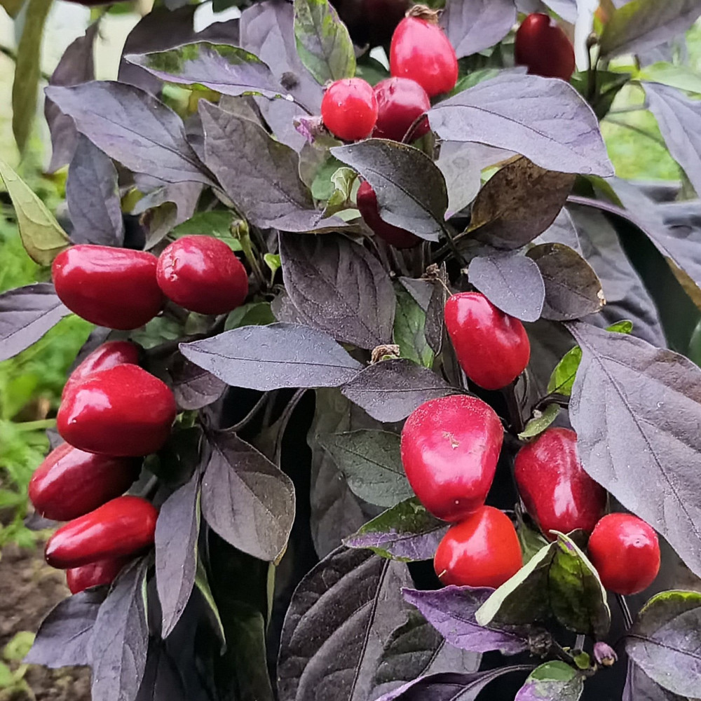 Семена острого перца Marmalade-3