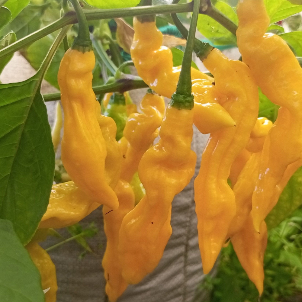 Семена острого перца Madame Jeanette-3