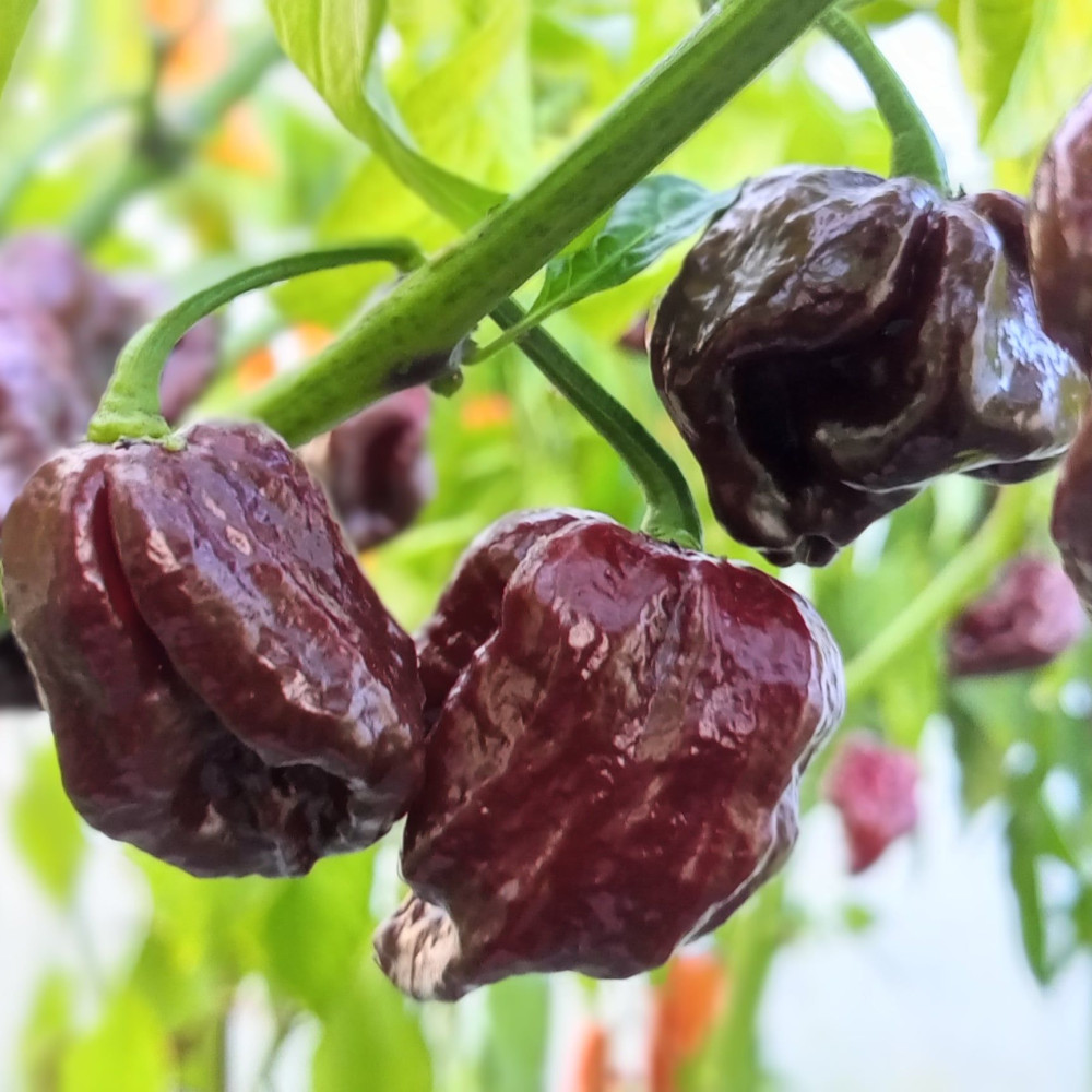 Семена острого перца Armageddon Chocolate-2