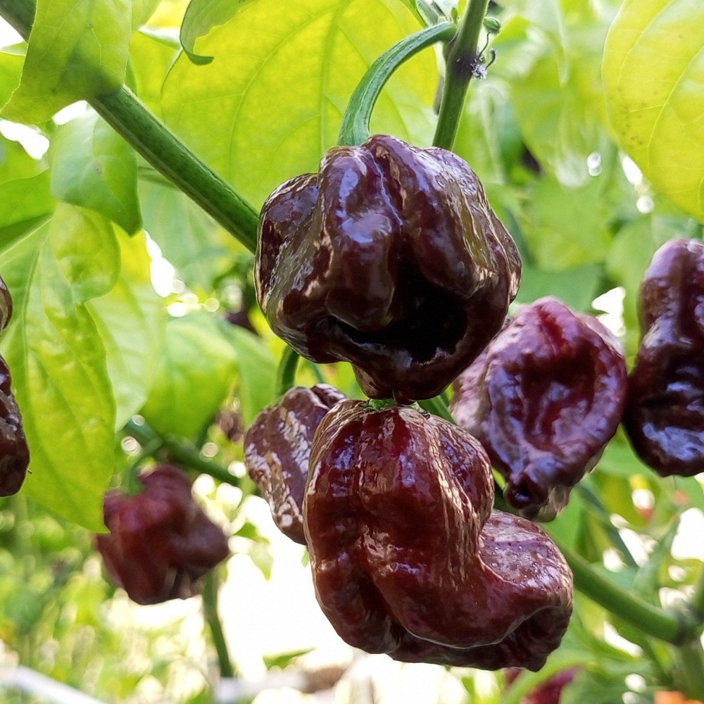 Семена острого перца Armageddon Chocolate-1