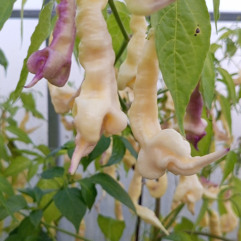 Семена острого перца Aji Confusion-2