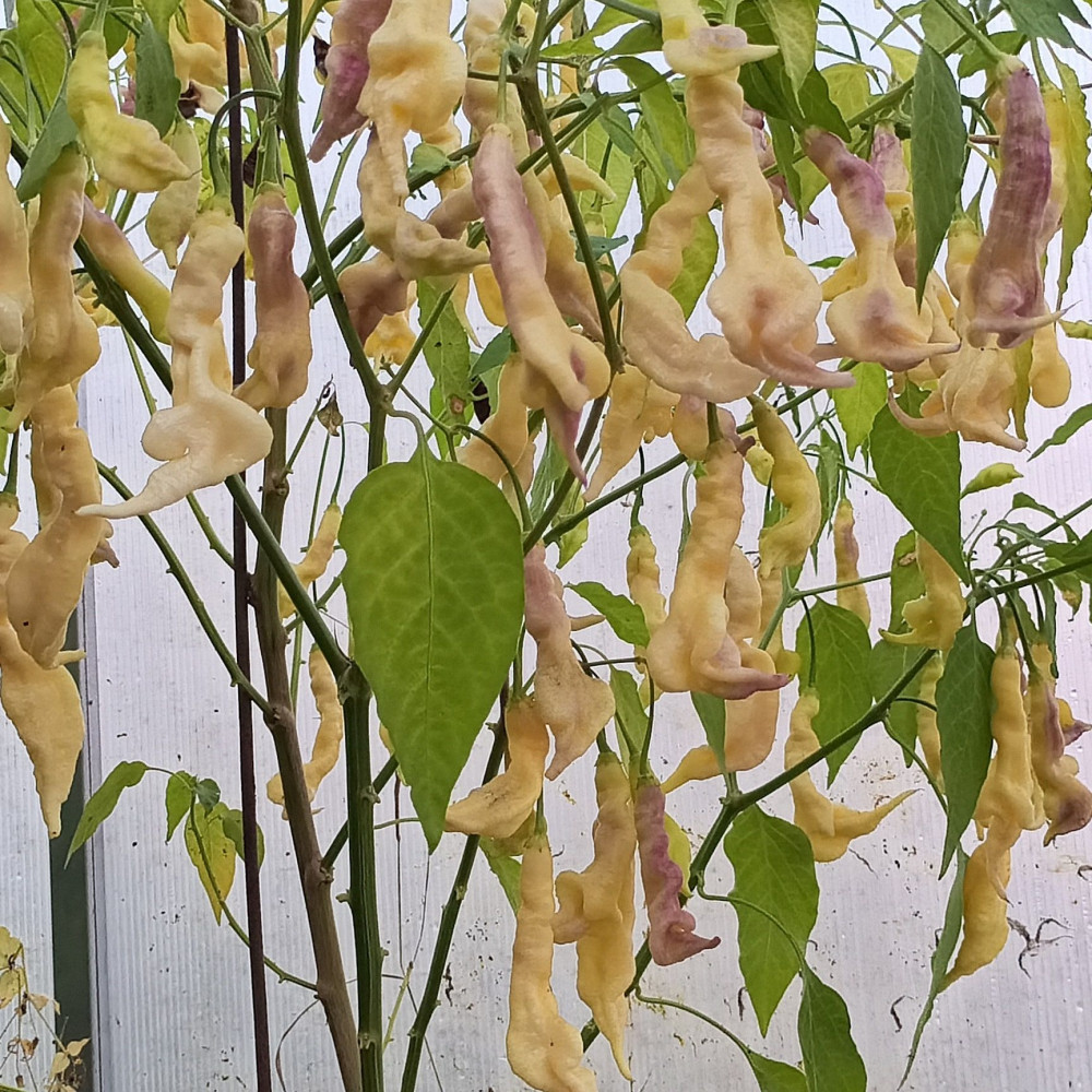 Семена острого перца Aji Confusion-3