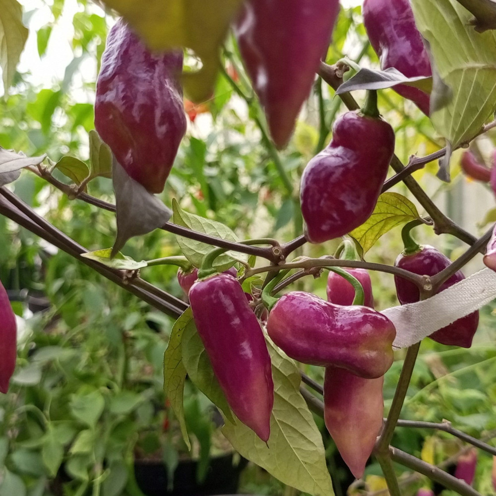 Семена острого перца Taj Mahal Pink Minion-1